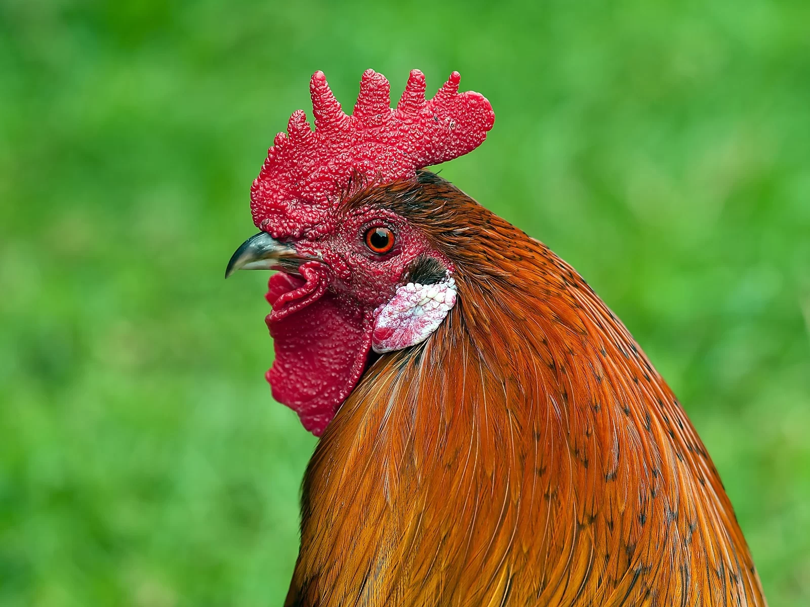 Roosterpicture